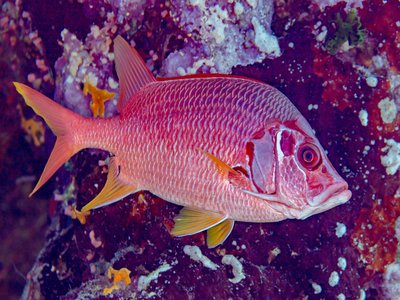 Squirrelfish