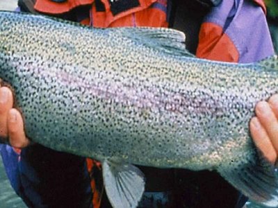 Steelhead