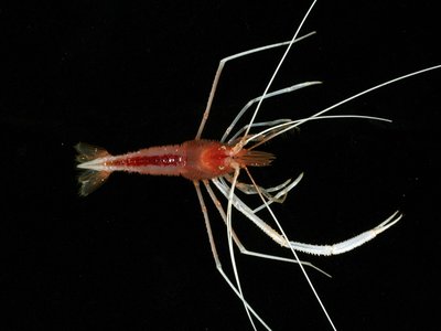 Stenopus