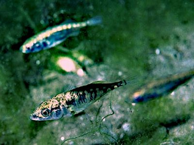 Stickleback