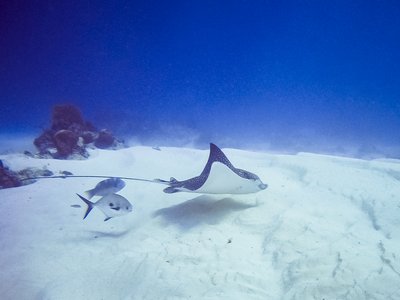 Stingray