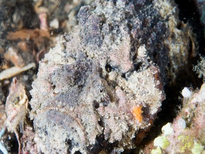 Stonefish