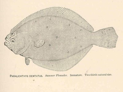 Summer Flounder