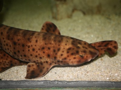 Swell Shark