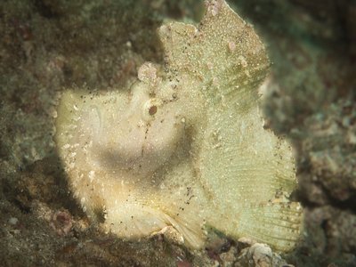 Taenianotus Scorpionfish