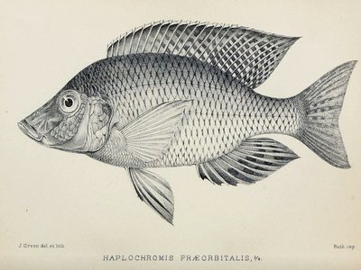 Taeniolethrinops