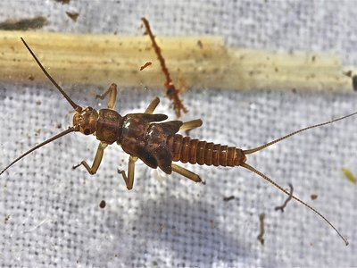 Taenionema