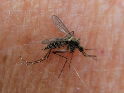Taeniorhynchus