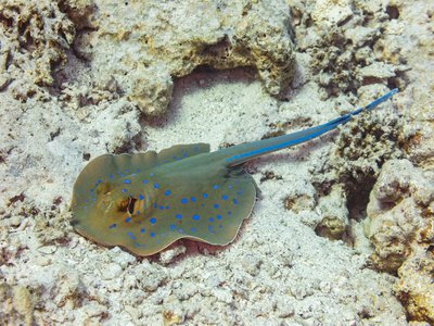 Taeniura lymma