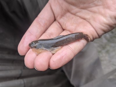 Taiwan Loach