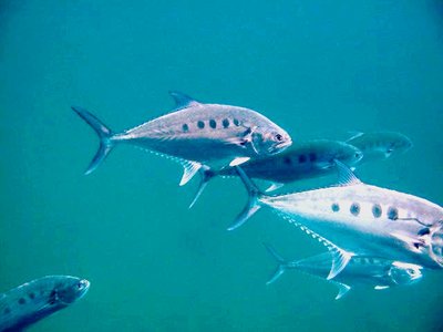 Talang Queenfish