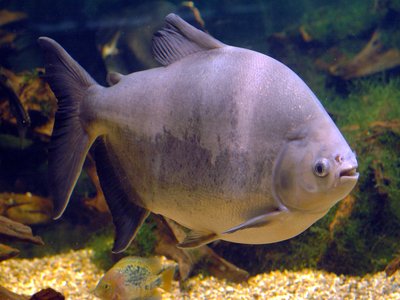 Tambaqui