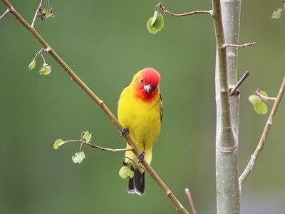 Tanager Fish