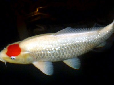 Tancho