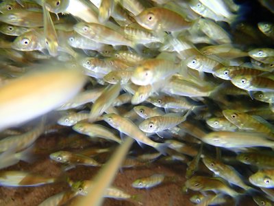 Tanganyika Cichlid
