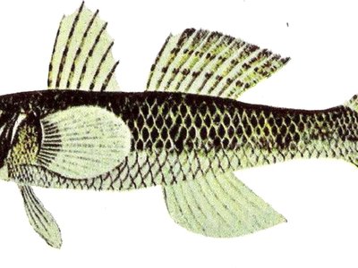 Tank Goby