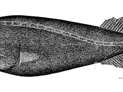 Tapetail