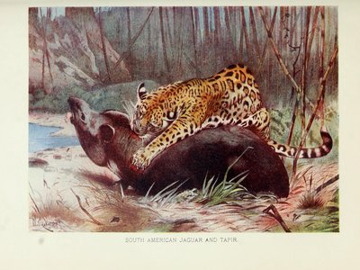 Tapir Fish