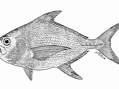 Taractes