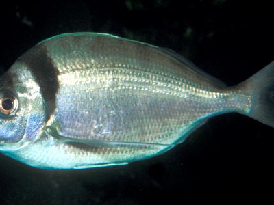 Tarakihi