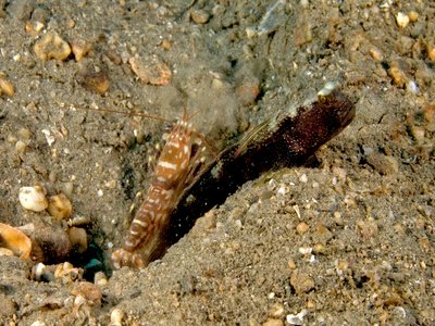 Target Goby