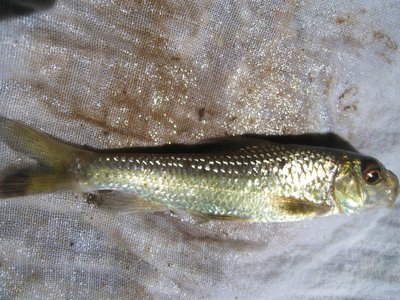 Tariqilabeo