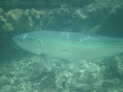 Tarpon