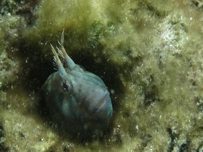 Tasmanian Blenny