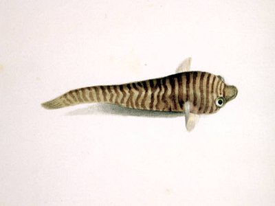 Tasmanian Clingfish