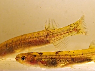 Tasmanian Mudfish