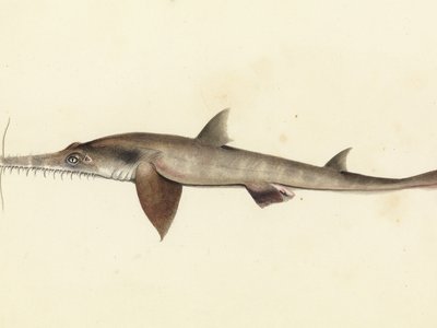 Tasmanian Shark