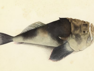 Tasmanian Stargazer