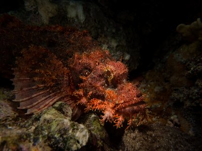 Tasseled Scorpionfish