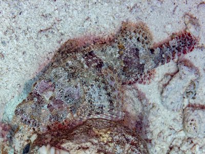 Tassled Scorpionfish