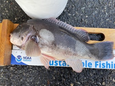 Tautog