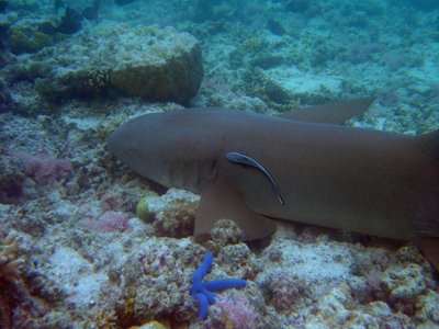 Tawny Nurse Shark