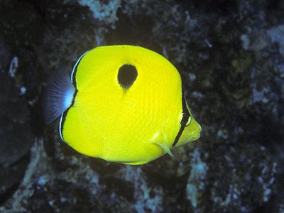 Teardrop Butterflyfish