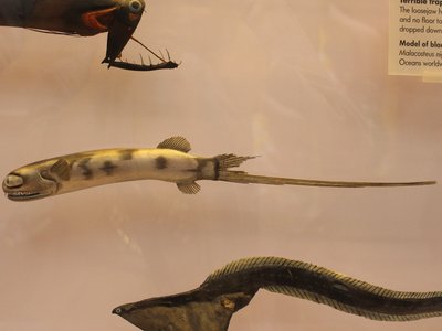 Telescopefish