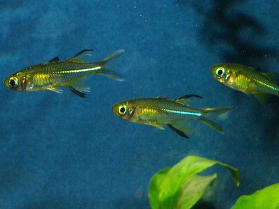Telmatherina