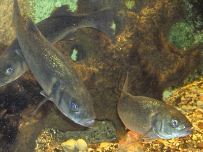 Temperate Bass