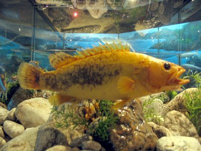 Temperate Perch