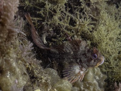 Tentacle Blenny