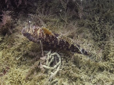 Tentacle Goby
