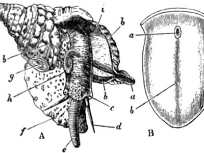 Tentacled Sole