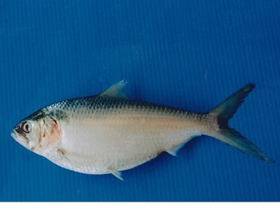 Tenualosa