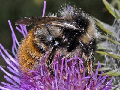 Tenuifasciatus