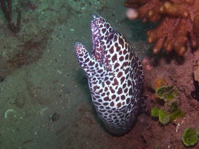 Tesselated Moray