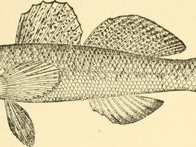 Tessellated Eel