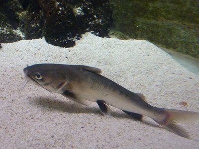 Tete Sea Catfish