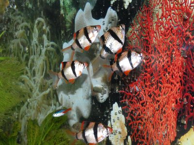 Tetra Barb